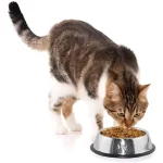 Plato En Acero Inoxidable Para Perros - 15cm